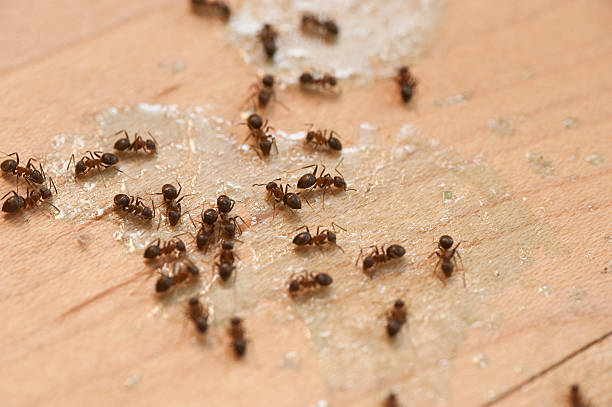 Best Ant Control Services  in Kelseyville, CA